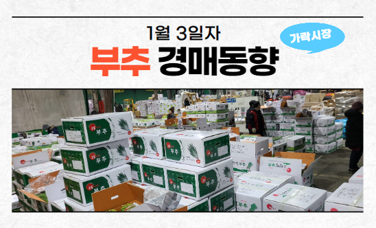 [경매사 일일보고] 1월 3일자 가락시장 "부추" 경매동향을 살펴보겠습니다!