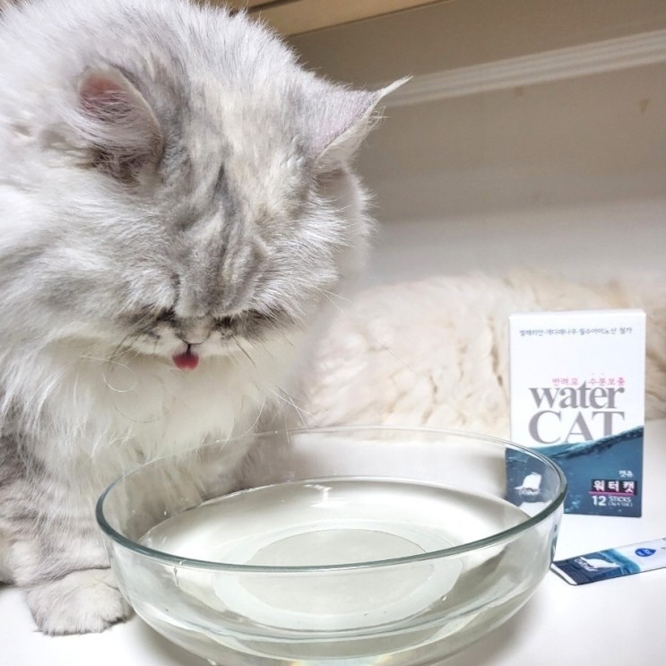 고양이 음수량 늘리기 워터캣 물 안 마시는 고양이 음료