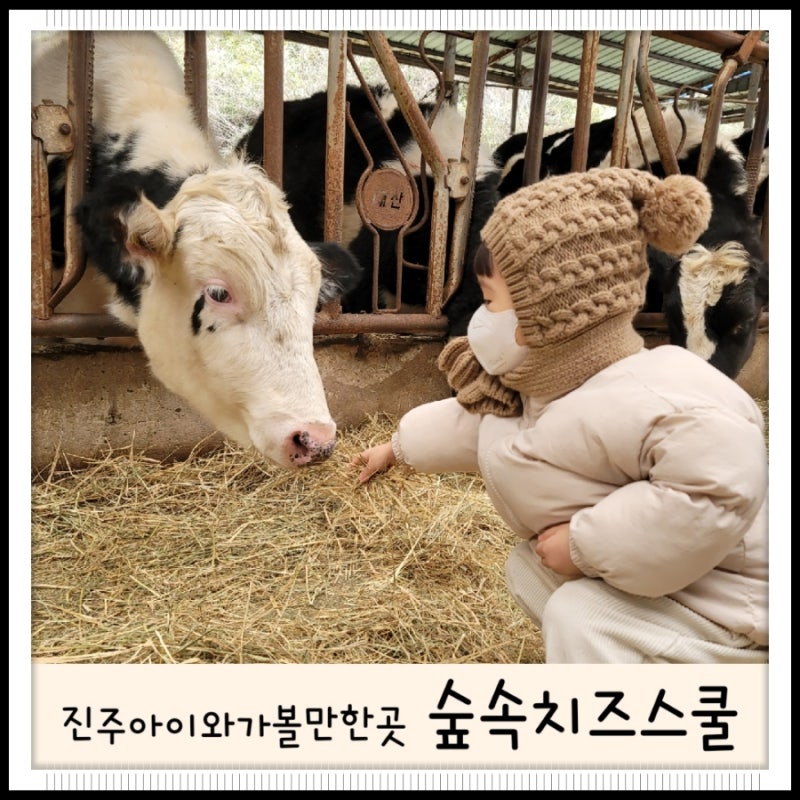 경남 진주 아이와 가볼만한 진주목장체험으로 숲속치즈스쿨 후기