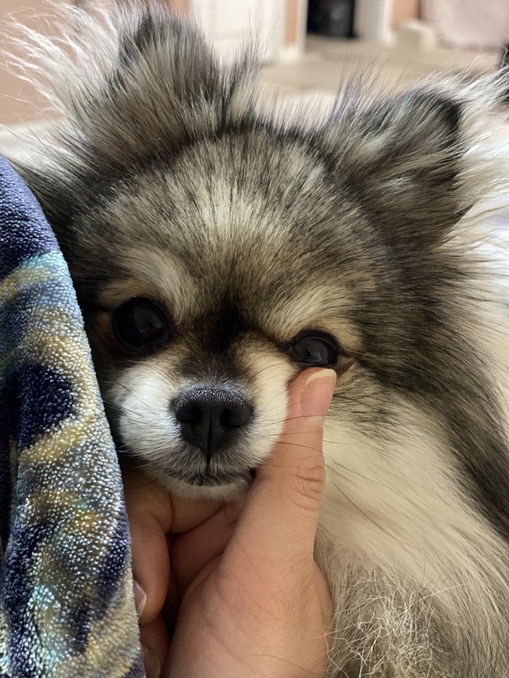  엄마 손 사이로 주둥이 쏙!