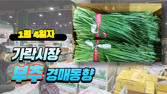  [경매사 일일보고] 1월 4일자 가락시장 "부추" 경매동향을 살펴보겠습니다!
