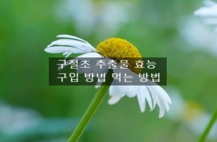  구절초 추출물 효능 먹는 법 (ft. 여성병 생리불순 관절염 효과)