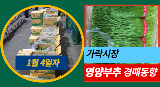  [경매사 일일보고] 1월 4일자 가락시장 "영양부추" 경매동향을 살펴보겠습니다!