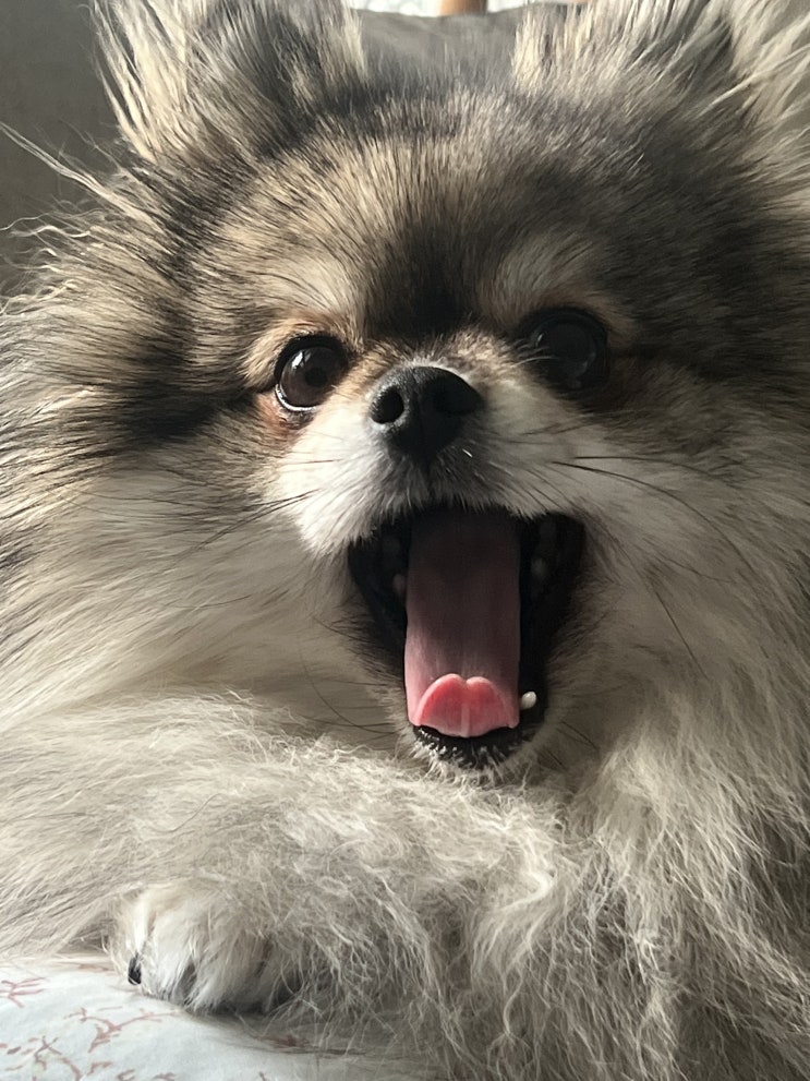  하품하는 꾸꾸