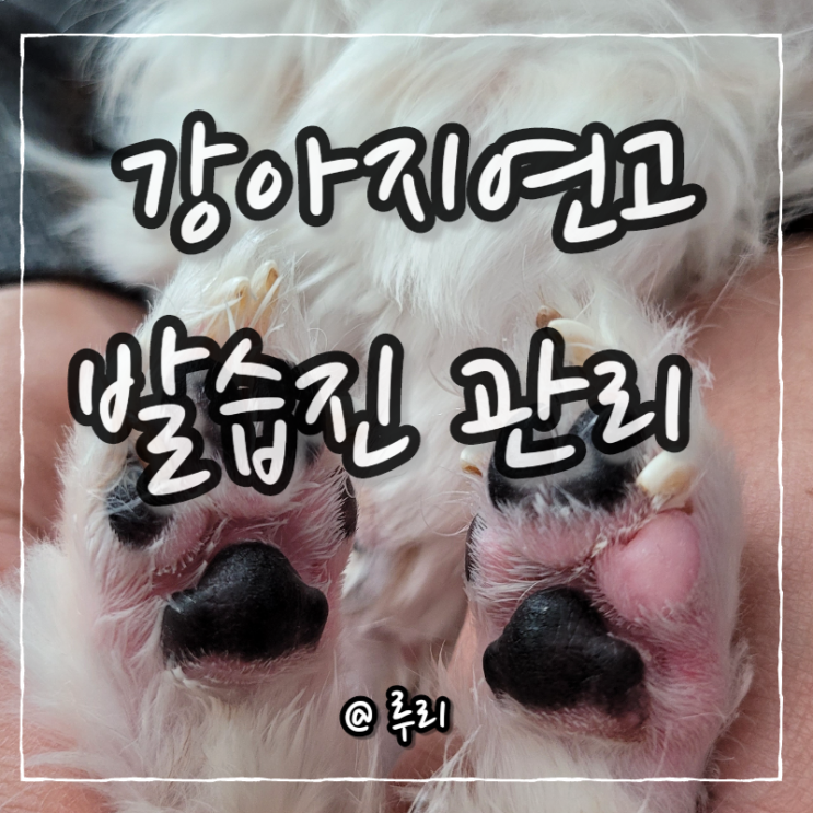 강아지연고 정글몬스터 세라마이독으로 발습진 관리해요