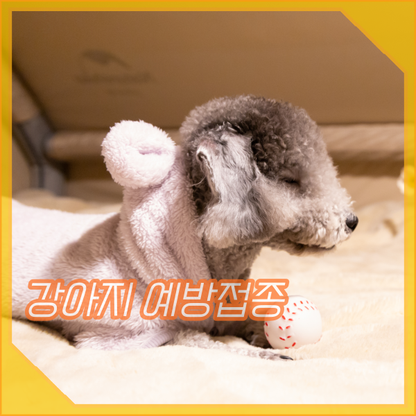  강아지 예방접종 시기, 종합백신 주사, 종류, 부작용 주의사항