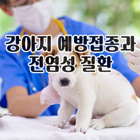  강아지 예방접종과 전염성 질환