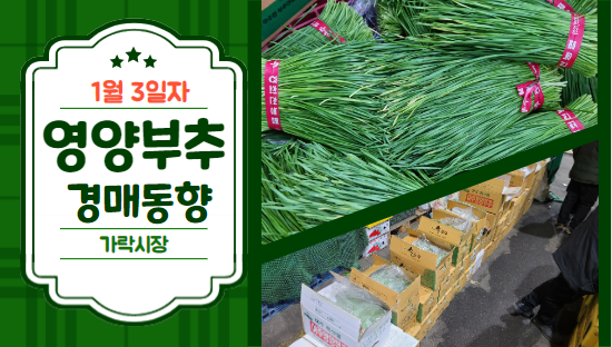 [경매사 일일보고] 1월 3일자 가락시장 "영양부추" 경매동향을 살펴보겠습니다!