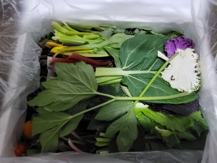  건강한 서민갑부 쌈채소 맛집, 양주농부 이범석 농장