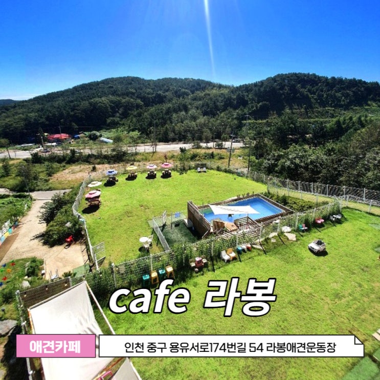  영종도 애견카페 라봉, 인천 키즈존 애견 운동장, 실내 실외 강아지 놀이터 , 애견 수영장