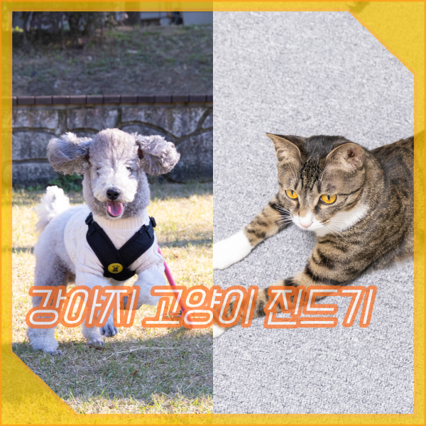  강아지 고양이 옴 진드기 종류 개선충 증상, 치료 방법