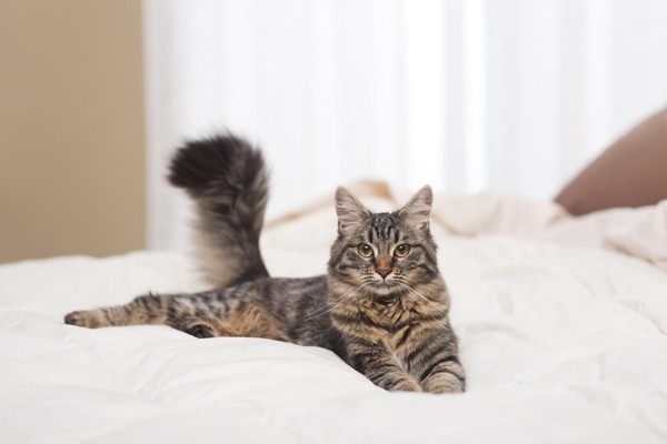 고양이 침대 못 올라오게 하는 방법 : 네이버 블로그