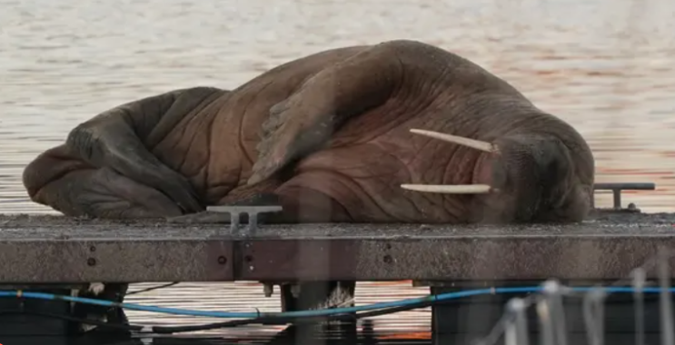 Walrus는 요크셔 요양 후 Northumberland로 헤엄칩니다 Walrus는 요크셔 요양 후 Northumberland로 헤엄칩니다