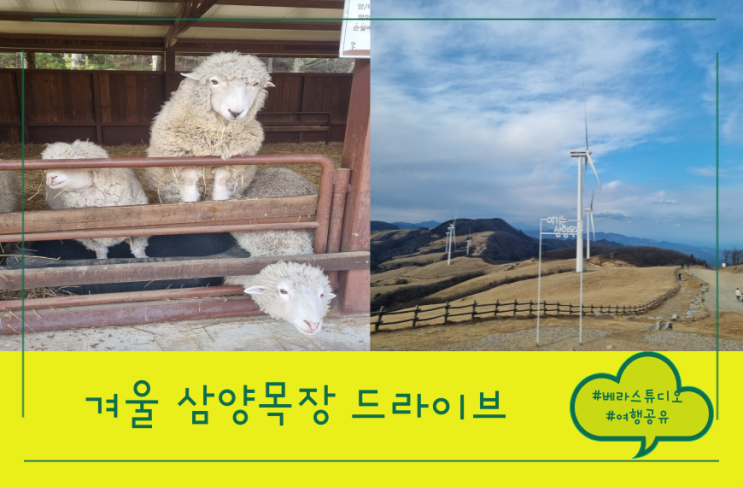 [강원] 대관령 삼양목장 겨울 드라이브 여행 후기