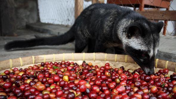  세계 3대 커피, 위즐 커피(Weasel coffee)?