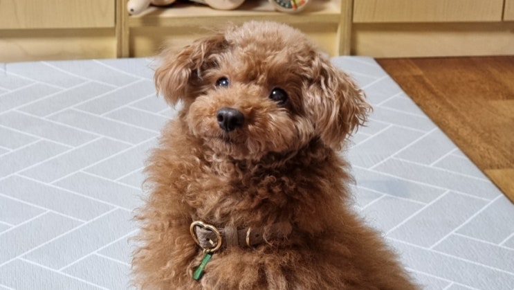  강아지 목줄 목끈 실용성과 악세사리로 활용하기. 우리 봄이 예쁜 메종드미우 목걸이 하나 생겼네요.