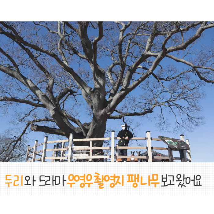  우영우 소덕동 팽나무 동부마을에 반려견과 산책다녀 왔어요