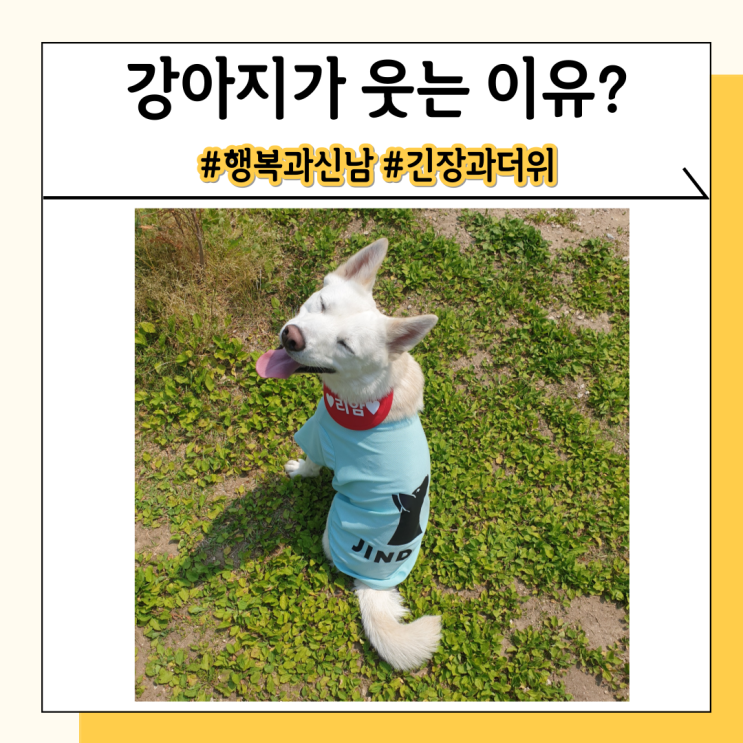 보고 있으면 행복한 강아지 웃음, 반려견의 속마음은? 보고 있으면 행복한 강아지 웃음, 반려견의 속마음은?