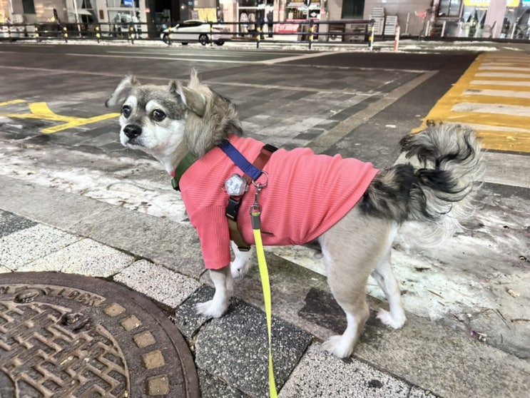  강아지 분리산책 단풍이와 데이트