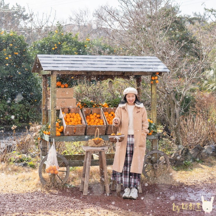  제주도 서귀포 카페 감따남 한라봉 체험까지