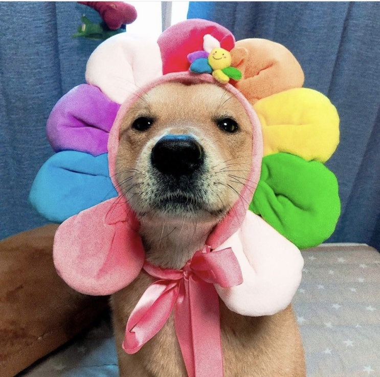  비가 오나 눈이 오나 항상 함께하는 나의 소중한 반려동물 영상을 공유해 주세요!