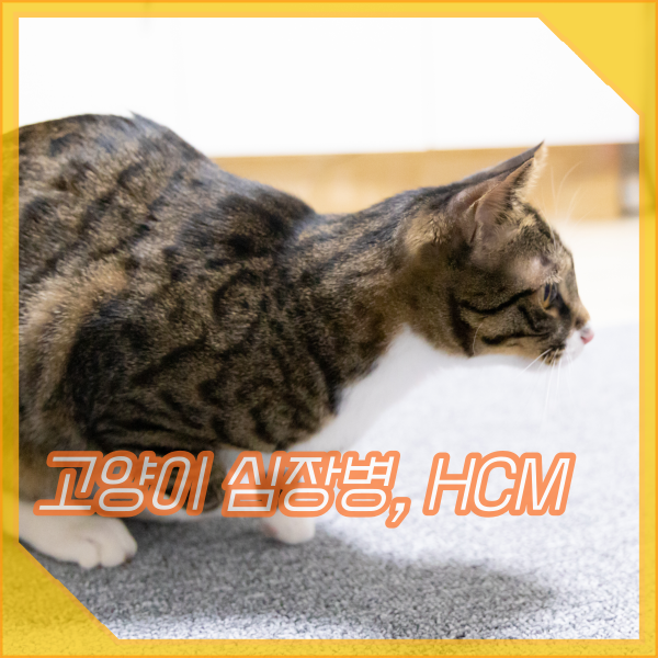  고양이 심장병 HCM 증상 원인, 흔한 질환이라고?