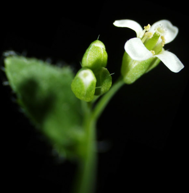  [실험정보] 애기장대 arabidopsis thaliana