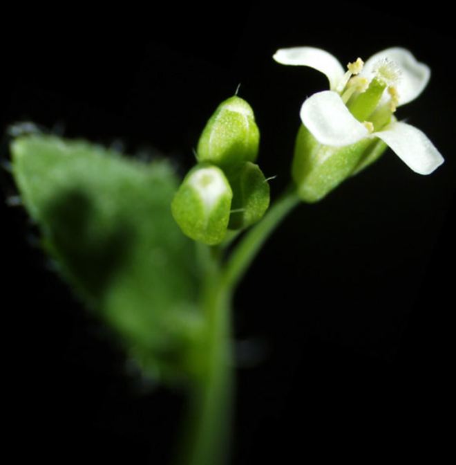 [실험정보] 애기장대 arabidopsis thaliana