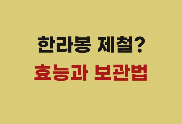  한라봉 제철에 먹으면 이런 효능이? 칼로리와 보관까지 확인