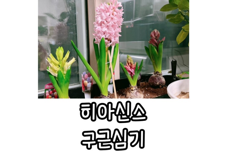  히아신스 심기, 구근보관, 저온처리 방법