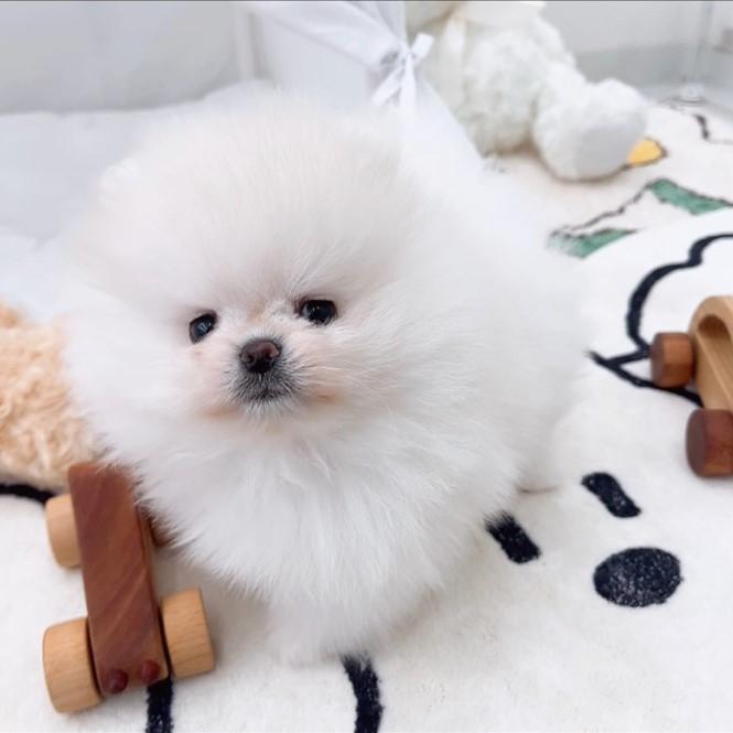  세종시포메라니안분양 평생 가족을