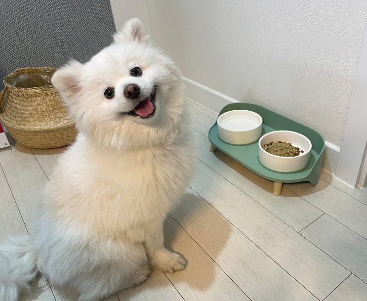  강아지 관절 관리 - 밥부터 영양제까지 토탈 케어 하이독 케어브이 라이트 조이틴 강아지 화식