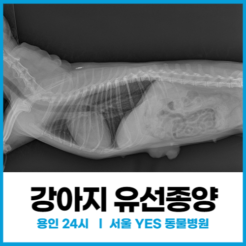 [외과] 강아지유선종양 수술 치료사례 (분당, 동탄 24시 수술전문)