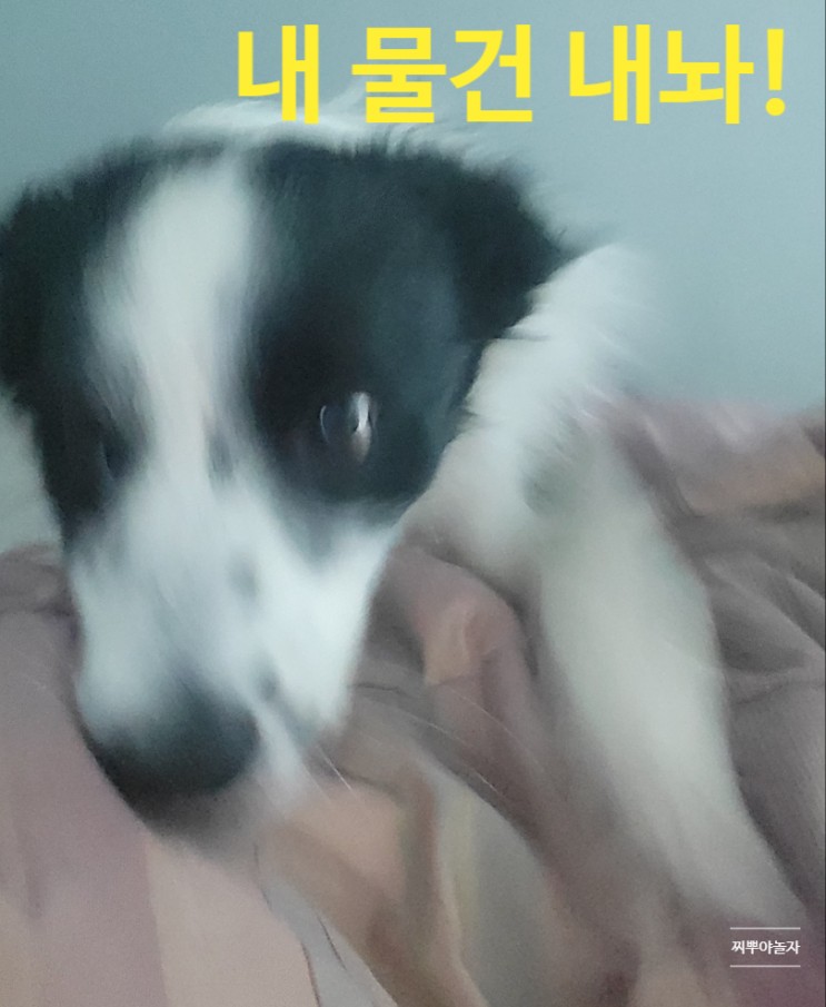 다이소 강아지 용품 구경 (feat. 탈취제, 양말 구매)