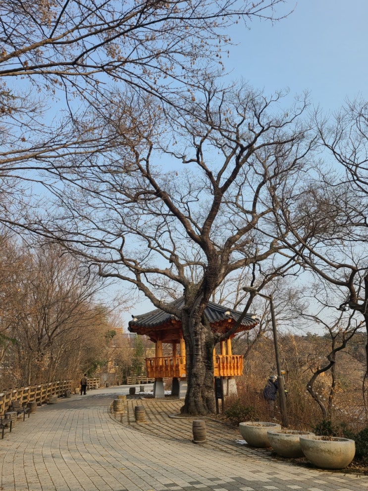 전주 가볼 만한 곳, 전주 덕진공원 노거수 팽나무 탐방