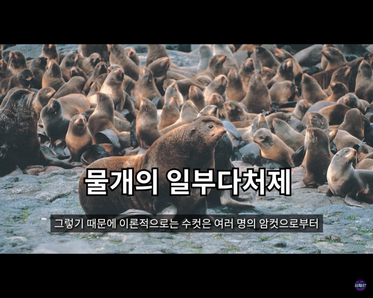 이기적 유전자로 설명하는 수컷.남성의 육아 참여. 이기적 유전자로 설명하는 수컷.남성의 육아 참여.