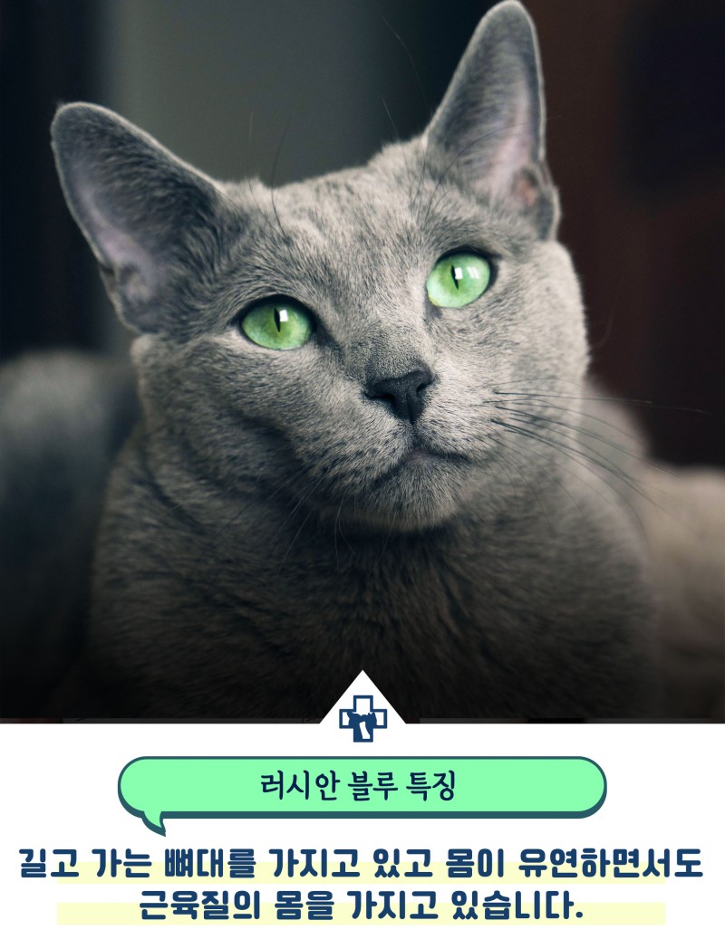 러시안블루 성격 애교 많고 수명 장수하는 고양이? : 네이버 블로그
