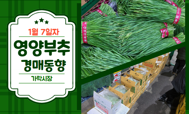  [경매사 일일보고] 1월 7일자 가락시장 "영양부추" 경매동향을 살펴보겠습니다!