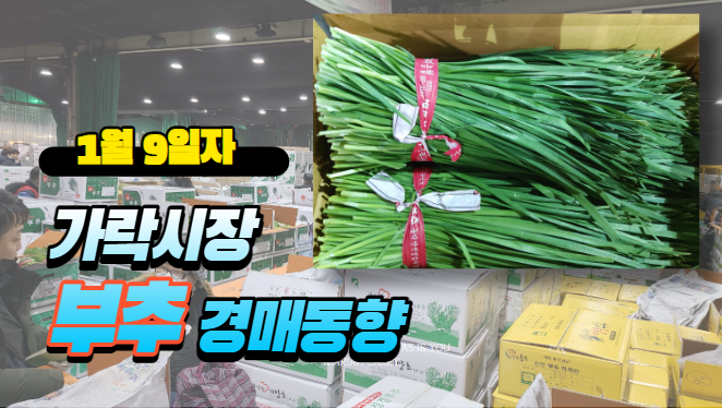  [경매사 일일보고] 1월 9일자 가락시장 "부추" 경매동향을 살펴보겠습니다!