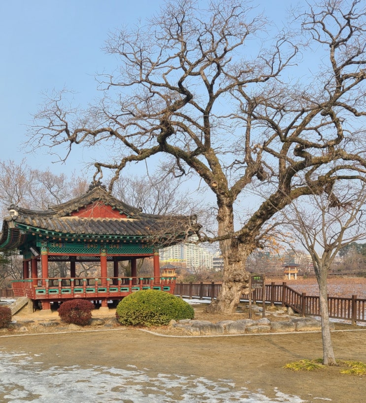  전주 가볼 만한 곳, 전주 덕진공원 왕버들(보호수) 탐방