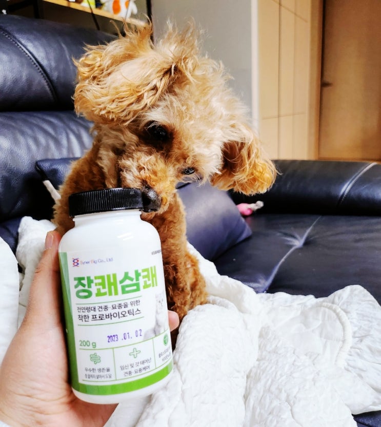  고양이 강아지 유산균 [장쾌상쾌] 몸에좋은 영양제 먹방!!!
