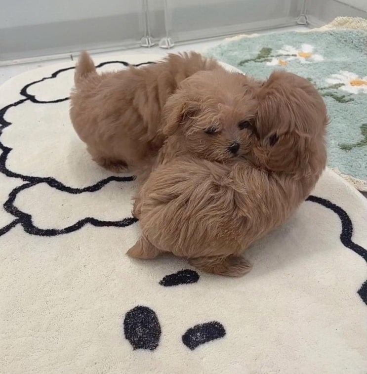  24시강아지분양 요기 뿐이죠