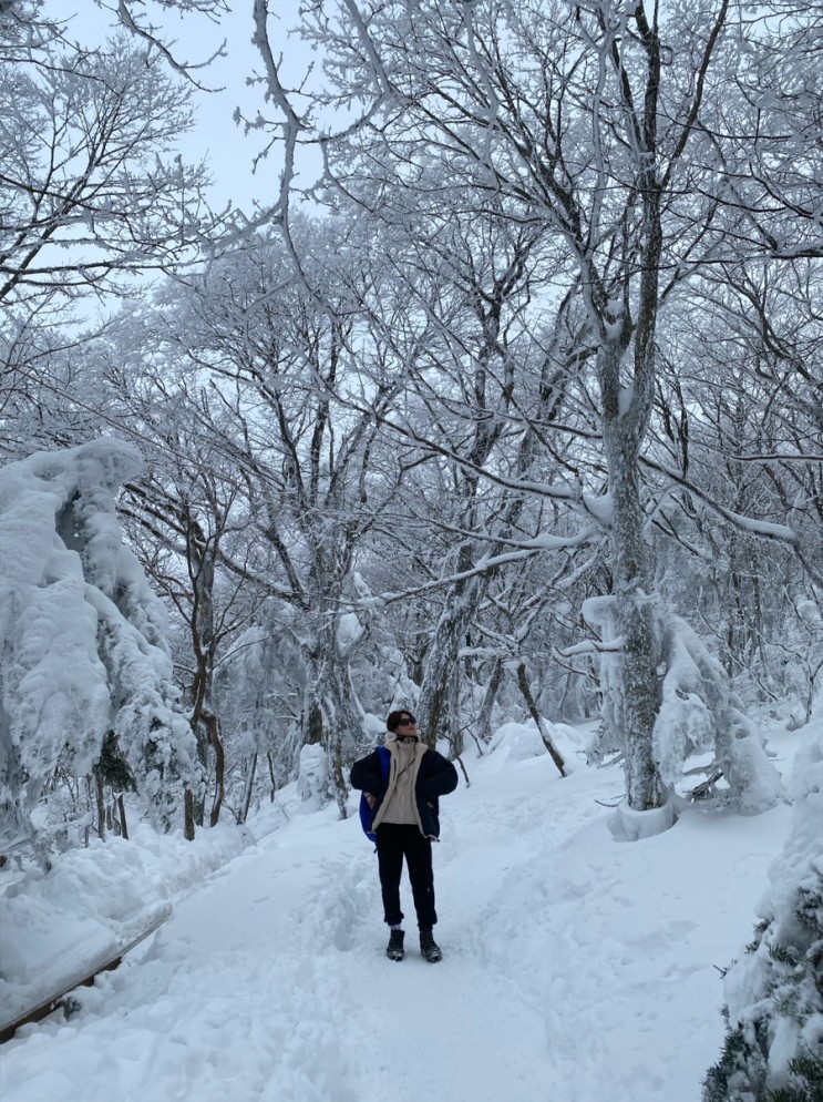 [제주 한라산] 윗세 오름 영실코스-어리목 다녀온 후기 눈꽃 산행 최고였다