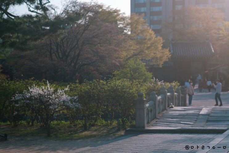  [서울 창덕궁] x-t3과 함께한 4월 홍매화를 보러 창덕궁에 갔을 때
