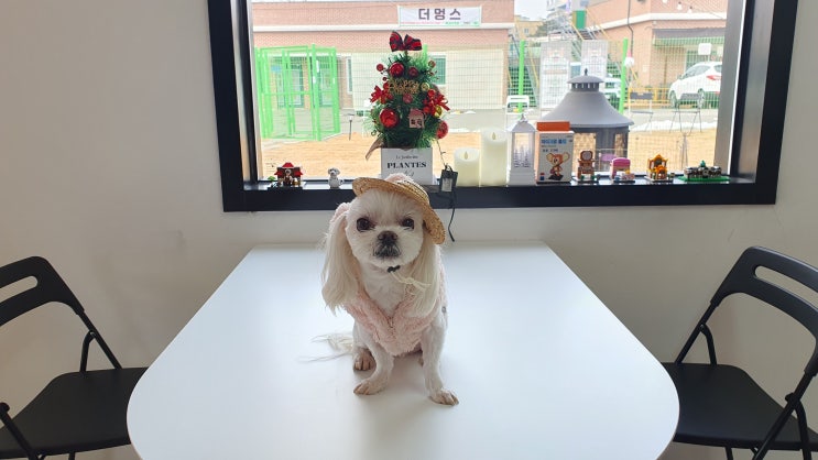  을왕리애견카페 더멍스 인천 애견 글램핑 루프탑 즐기기