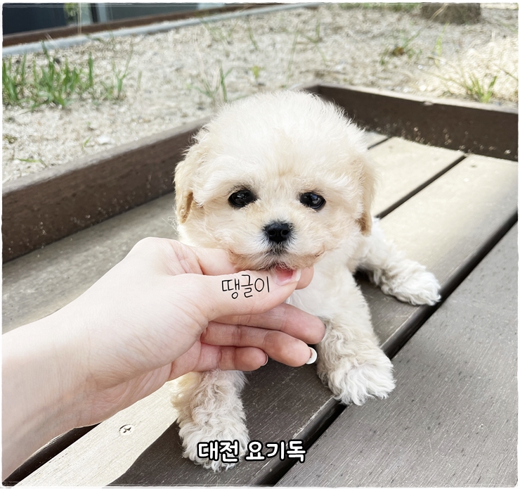  대전강아지분양 애견샵 선택 중요해요