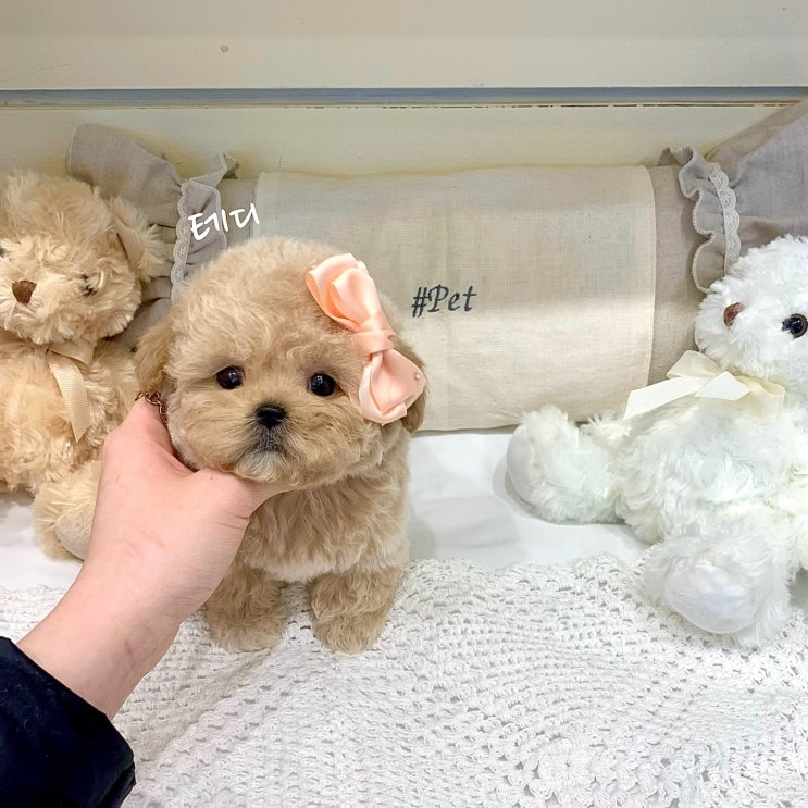  울산 강아지 입양 소형견 프리미엄 분양 & 책임분양 샵펫 강아지분양 울산점