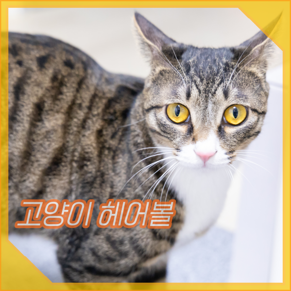  고양이 헤어볼 토, 예방하고 관리해야 하는 이유