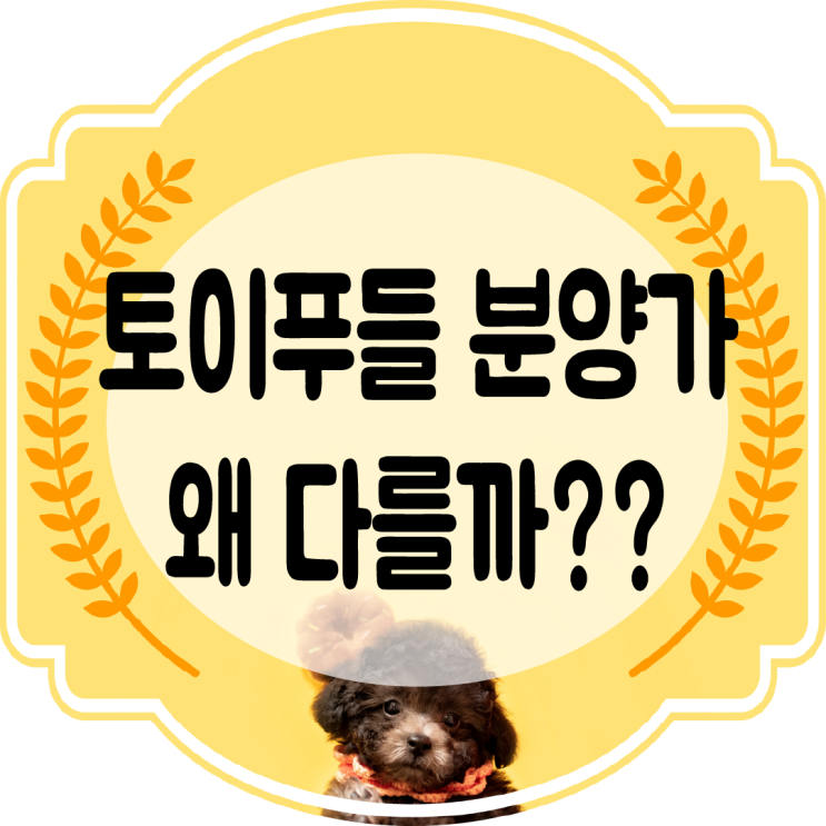  토이푸들가격 천차만별 분양가!! 명쾌하게 알아보자.
