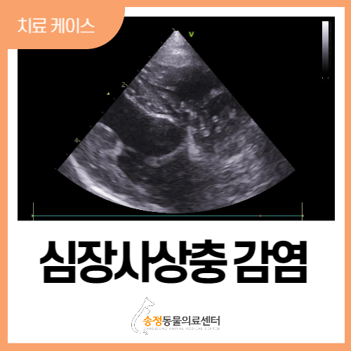  경기 광주 강아지 심장 사상충 감염 제거 수술 (365일 연중무휴 송정동물의료센터)